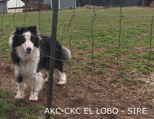 Father of the Border Collie puppies born on 01/09/2019