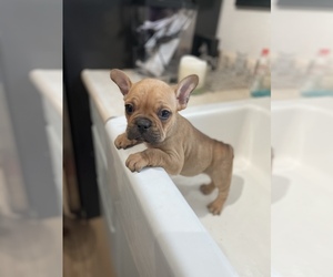 French Bulldog Puppy for sale in CITRUS HEIGHTS, CA, USA