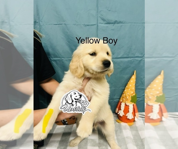Medium Photo #3 Golden Retriever Puppy For Sale in BOILING SPGS, SC, USA