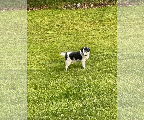 Medium Photo #5 Australian Shepherd-Unknown Mix Puppy For Sale in Hinton, WV, USA