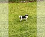 Small #4 Australian Shepherd Mix