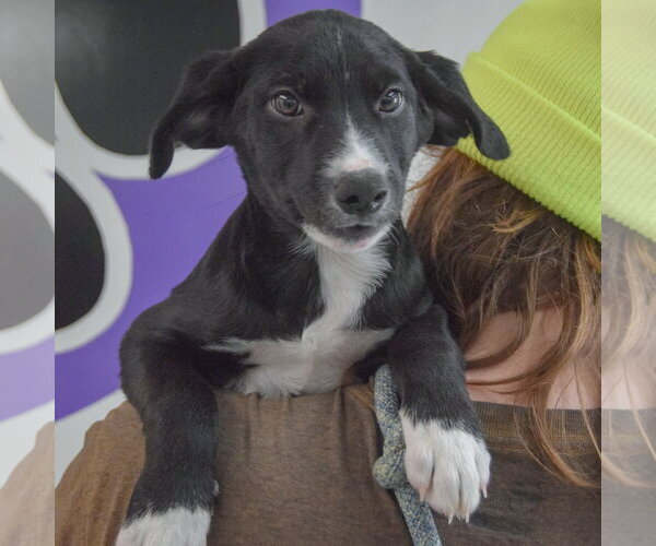 Medium Photo #5 Border Collie-Unknown Mix Puppy For Sale in Huntley, IL, USA