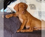 Small Photo #15 Vizsla Puppy For Sale in NEW YORK MILLS, MN, USA