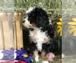 Small Photo #5 Miniature Bernedoodle Puppy For Sale in LEO, IN, USA