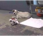Small American Bulldog Mix