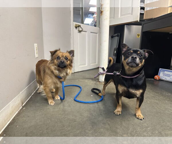 Medium Photo #6 Chihuahua-Unknown Mix Puppy For Sale in Rockaway, NJ, USA