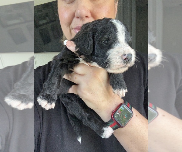 Medium Photo #53 Bernedoodle Puppy For Sale in BELMONT, NC, USA