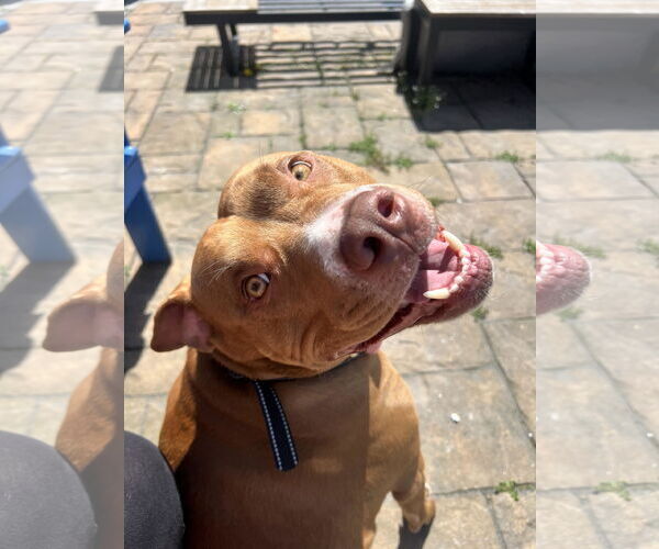 Medium Photo #2 American Pit Bull Terrier Puppy For Sale in Oakhurst, NJ, USA