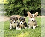 Small #1 Pembroke Welsh Corgi