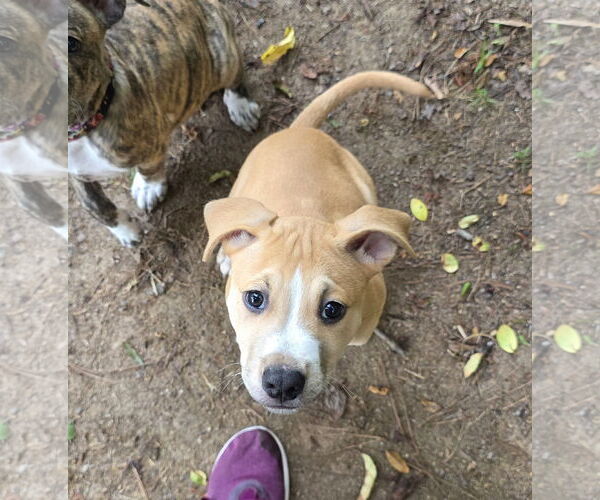 Medium Photo #19 Mutt Puppy For Sale in Holly Springs, NC, USA