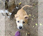 Small #18 Mutt