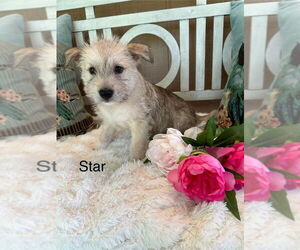 Mutt Dogs for adoption in Oak Bluffs, MA, USA