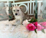 Small Mutt