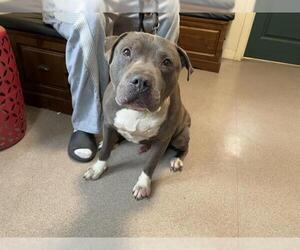 American Pit Bull Terrier Dogs for adoption in Pasadena, CA, USA