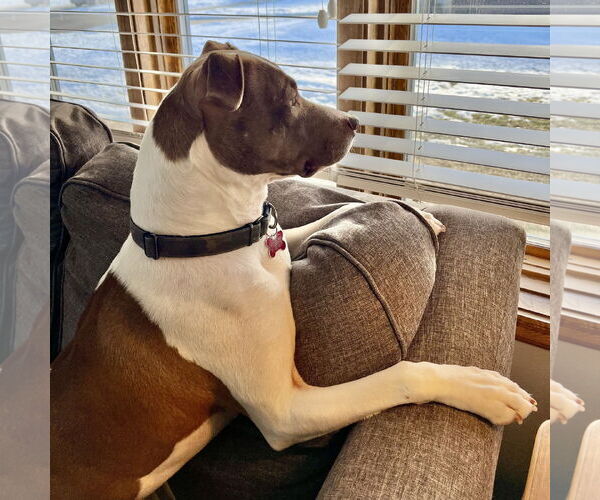 Medium Photo #8 Mutt Puppy For Sale in Fargo, ND, USA