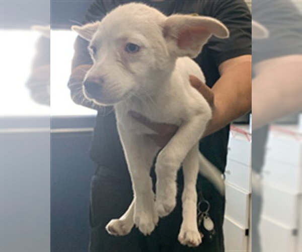 Medium Photo #1 Siberian Husky-Unknown Mix Puppy For Sale in Corpus Christi, TX, USA