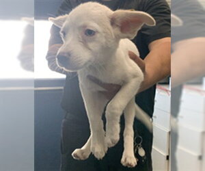 Siberian Husky-Unknown Mix Dogs for adoption in Corpus Christi, TX, USA