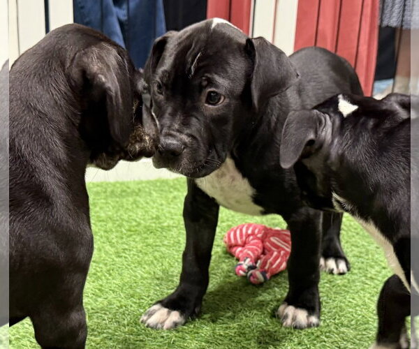 Medium Photo #5 Mutt Puppy For Sale in Sanford, FL, USA