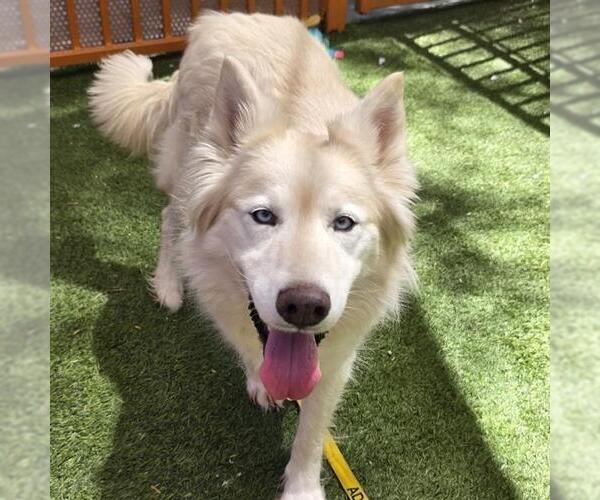 Medium Photo #3 Siberian Husky-Unknown Mix Puppy For Sale in Las Vegas, NV, USA