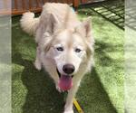 Small #2 Siberian Husky Mix