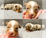Small #3 Miniature Australian Shepherd