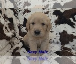 Small #2 Golden Retriever