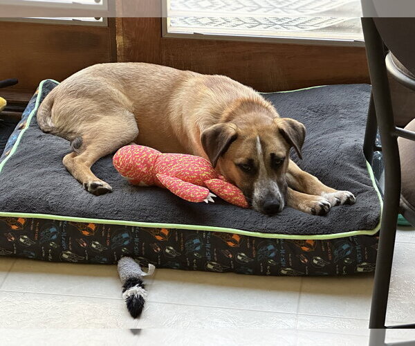 Medium Photo #2 Mutt Puppy For Sale in Plainfield, IL, USA