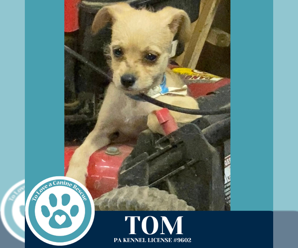 Medium Photo #3 Chihuahua-Unknown Mix Puppy For Sale in Kimberton, PA, USA