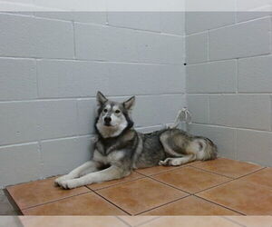 Siberian Husky Dogs for adoption in Downey, CA, USA