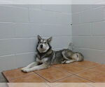 Small Siberian Husky
