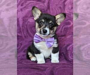 Pembroke Welsh Corgi Puppy for sale in QUARRYVILLE, PA, USA