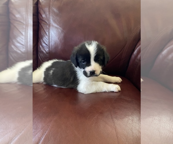 Medium Photo #14 Saint Berdoodle-Saint Bernard Mix Puppy For Sale in BEAVER FALLS, PA, USA