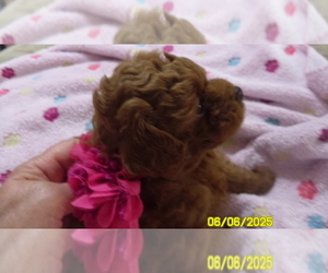Poodle (Toy) Puppy for sale in DULUTH, GA, USA