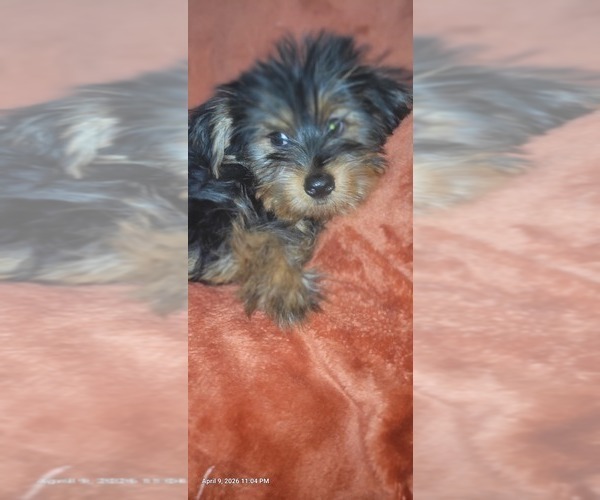 Medium Photo #296 Yorkshire Terrier Puppy For Sale in AKRON, OH, USA