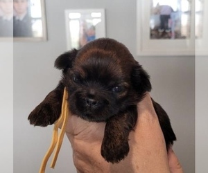 Shih Tzu Puppy for sale in MENIFEE, CA, USA
