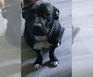 American Pit Bull Terrier-Labrador Retriever Mix Dogs for adoption in CHARLESTON, WV, USA