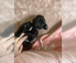 Small Photo #8 Frenchie Pug Puppy For Sale in BLOOMINGTON, IL, USA