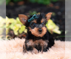 Medium Yorkshire Terrier
