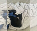 Small #2 American Pit Bull Terrier-Labrador Retriever Mix