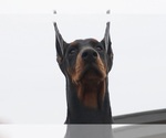 Small Photo #9 Doberman Pinscher Puppy For Sale in WARSAW, IN, USA