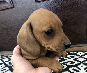 Dachshund Puppy for sale in DELTA, CO, USA