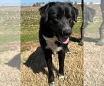 Small #1 Retriever  Mix