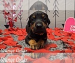 Puppy ORANGE COLLAR Doberman Pinscher