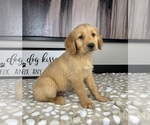 Small #4 Golden Retriever