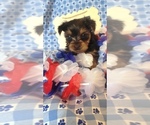 Small #11 Yorkshire Terrier