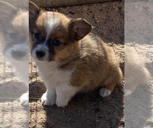 Augi Puppy for sale in BRIGGSDALE, CO, USA