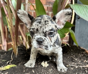 French Bulldog Dog for Adoption in EMPIRE STATE, New York USA