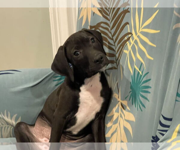 Medium Photo #13 Labrador Retriever-Unknown Mix Puppy For Sale in Holly Springs, NC, USA