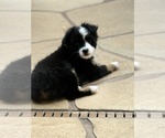Small #5 Miniature Australian Shepherd