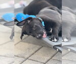 Small #1 Labrador Retriever Mix